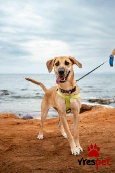 Ράτσα: Άγνωστο - Ημίαιμο | Ηλικία: 8 μηνών | Φύλο: Θηλυκό | Αρ. Microchip: - | Ημίαιμο | Περιοχή: Νέα Σμύρνη, Αττική